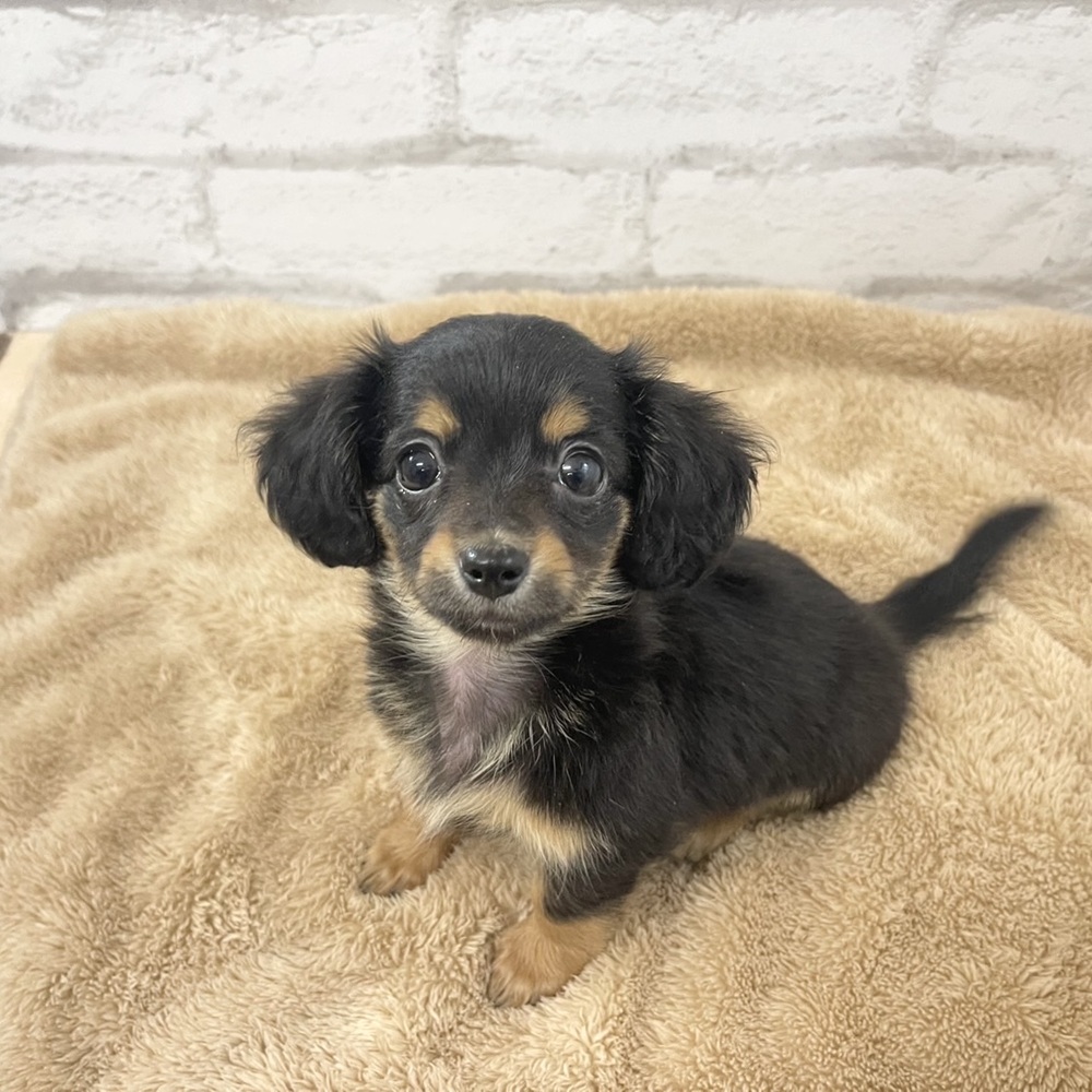 魅力的なおてんば娘のチワックスちゃん♥＊ペットショップ犬の家